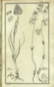 Histoire des plantes de Dauphiné, Dominique Villars : planche