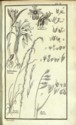 Histoire des plantes de Dauphiné, Dominique Villars : planche