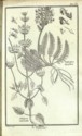Histoire des plantes de Dauphiné, Dominique Villars : planche