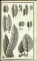 Histoire des plantes de Dauphiné, Dominique Villars : planche