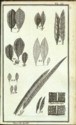 Histoire des plantes de Dauphiné, Dominique Villars : planche