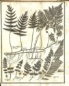 Histoire des plantes de Dauphiné, Dominique Villars : planche