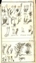 Histoire des plantes de Dauphiné, Dominique Villars : planche