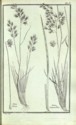Histoire des plantes de Dauphiné, Dominique Villars : planche