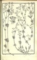 Histoire des plantes de Dauphiné, Dominique Villars : planche