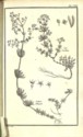 Histoire des plantes de Dauphiné, Dominique Villars : planche