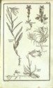 Histoire des plantes de Dauphiné, Dominique Villars : planche