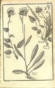 Histoire des plantes de Dauphiné, Dominique Villars : planche