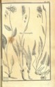 Histoire des plantes de Dauphiné, Dominique Villars : planche