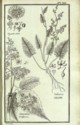 Histoire des plantes de Dauphiné, Dominique Villars : planche