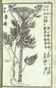 Histoire des plantes de Dauphiné, Dominique Villars : planche