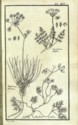 Histoire des plantes de Dauphiné, Dominique Villars : planche