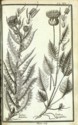 Histoire des plantes de Dauphiné, Dominique Villars : planche
