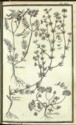 Histoire des plantes de Dauphiné, Dominique Villars : planche