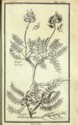 Histoire des plantes de Dauphiné, Dominique Villars : planche