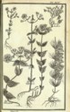 Histoire des plantes de Dauphiné, Dominique Villars : planche