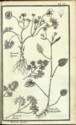 Histoire des plantes de Dauphiné, Dominique Villars : planche