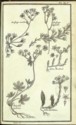 Histoire des plantes de Dauphiné, Dominique Villars : planche