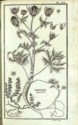 Histoire des plantes de Dauphiné, Dominique Villars : planche