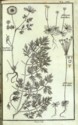 Histoire des plantes de Dauphiné, Dominique Villars : planche