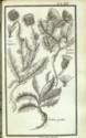 Histoire des plantes de Dauphiné, Dominique Villars : planche