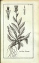Histoire des plantes de Dauphiné, Dominique Villars : planche