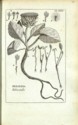 Histoire des plantes de Dauphiné, Dominique Villars : planche