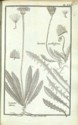 Histoire des plantes de Dauphiné, Dominique Villars : planche