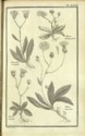 Histoire des plantes de Dauphiné, Dominique Villars : planche