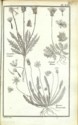 Histoire des plantes de Dauphiné, Dominique Villars : planche