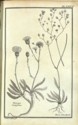 Histoire des plantes de Dauphiné, Dominique Villars : planche