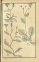 Histoire des plantes de Dauphiné, Dominique Villars : planche