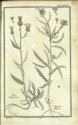 Histoire des plantes de Dauphiné, Dominique Villars : planche