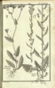 Histoire des plantes de Dauphiné, Dominique Villars : planche