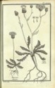 Histoire des plantes de Dauphiné, Dominique Villars : planche