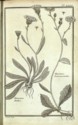 Histoire des plantes de Dauphiné, Dominique Villars : planche