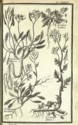 Histoire des plantes de Dauphiné, Dominique Villars : planche