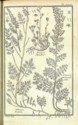 Histoire des plantes de Dauphiné, Dominique Villars : planche