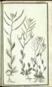 Histoire des plantes de Dauphiné, Dominique Villars : planche