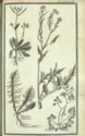 Histoire des plantes de Dauphiné, Dominique Villars : planche